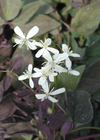 Clematis recta 'Purpurea'                  